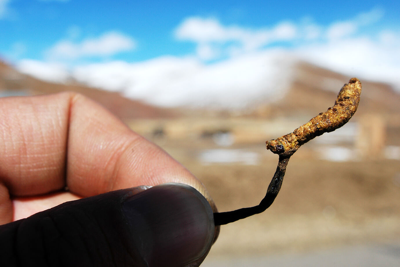 Houba Cordyceps sinensis.